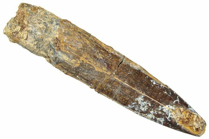 Fossil Sauropod Dinosaur (Titanosaur) Tooth - Morocco #298611